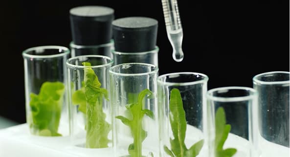 Plant-based chemistry essential for home and personal care products